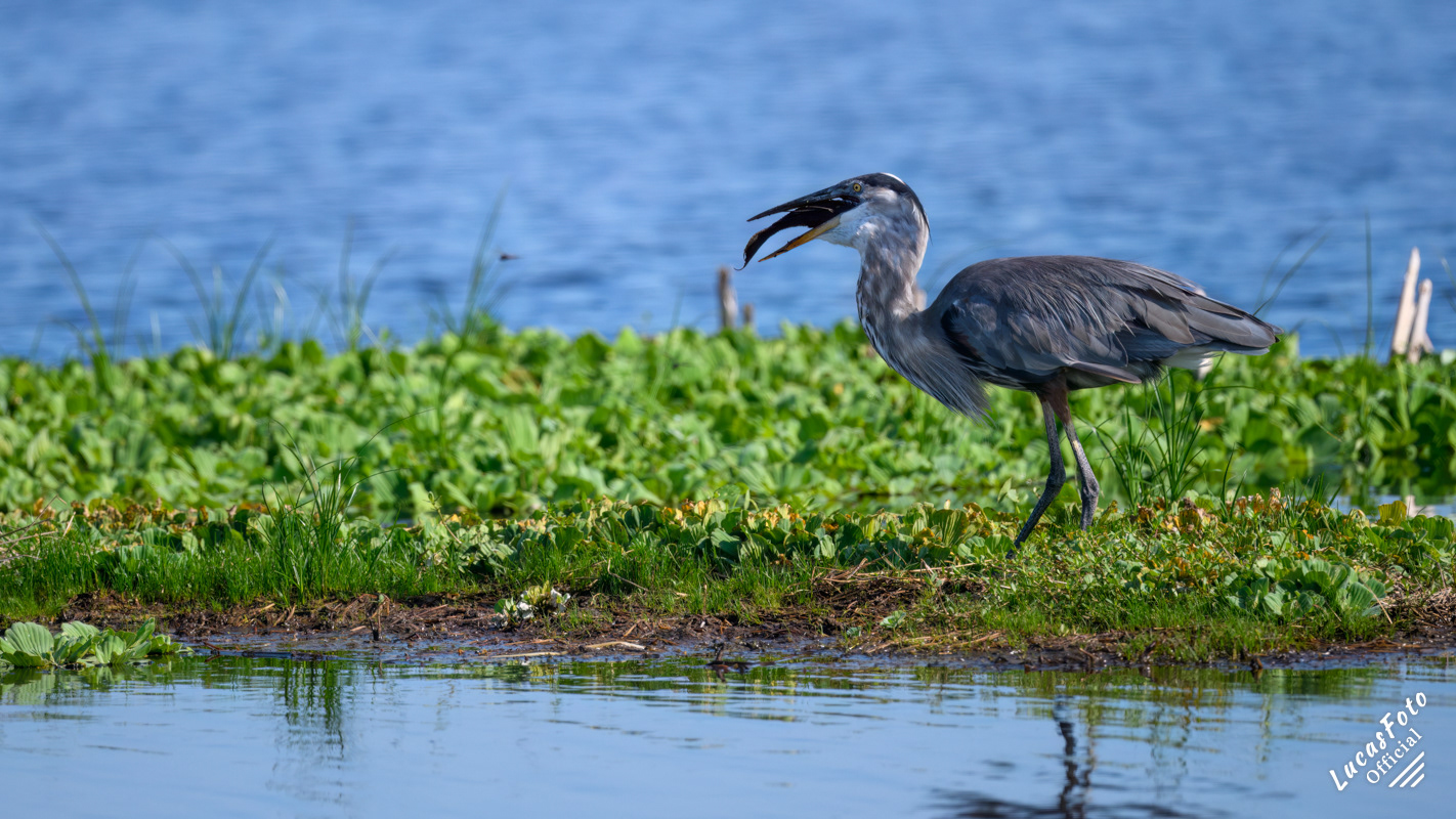 Great Blue Heron