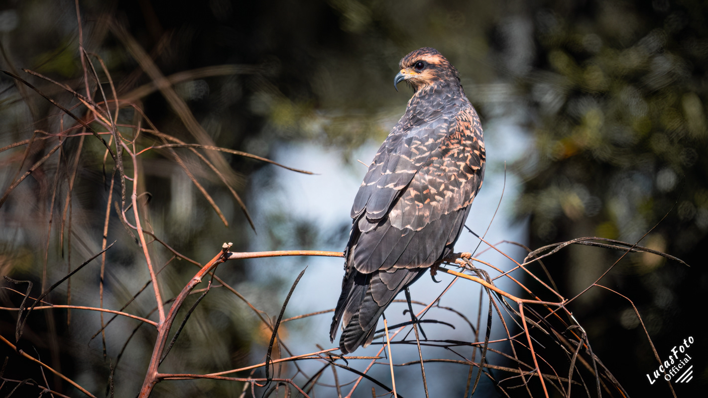 Snail Kite
