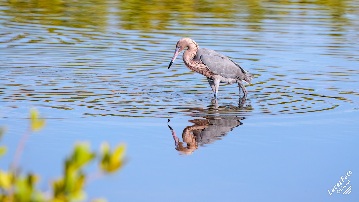 Reddish Egret
