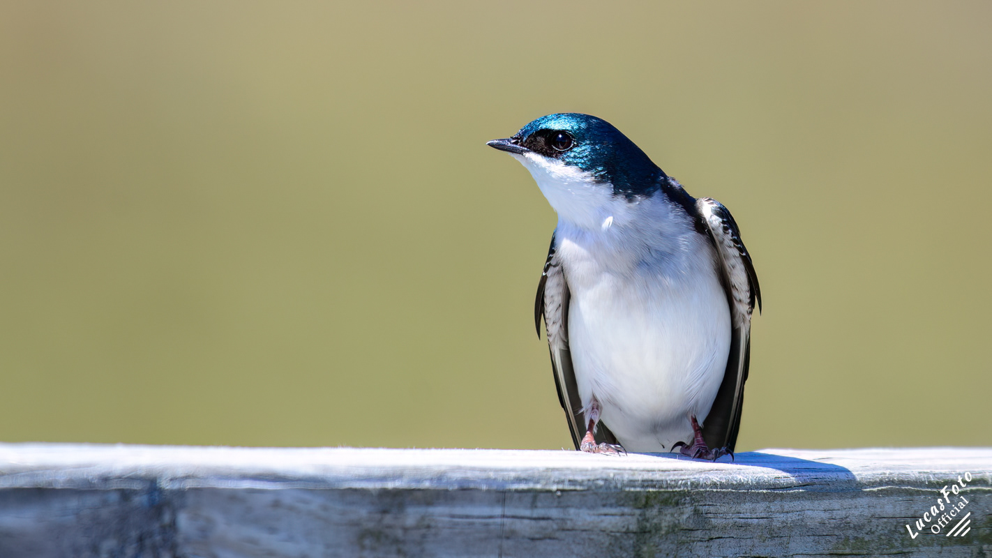 Tree Swallow