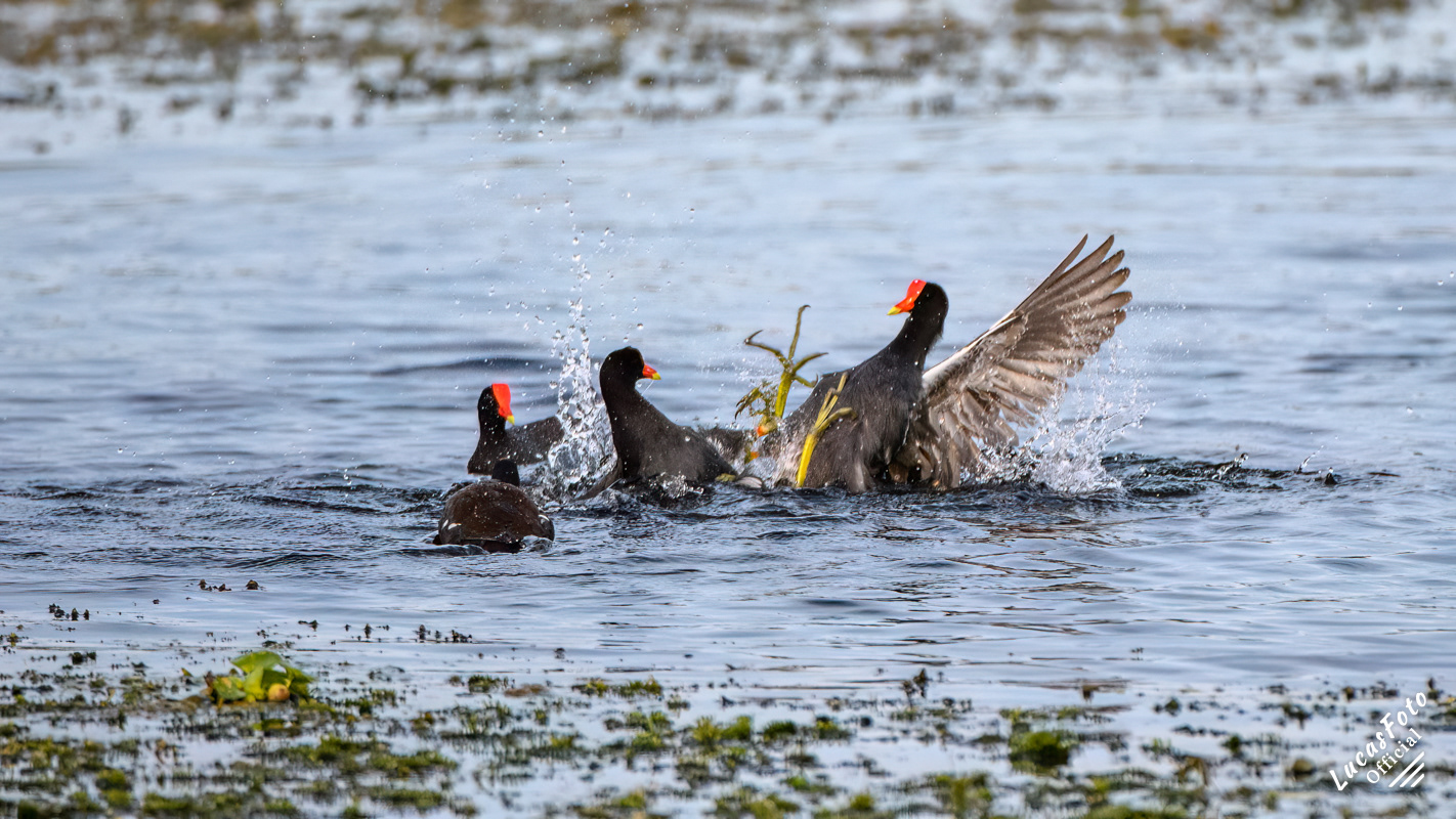 Common Gallinule