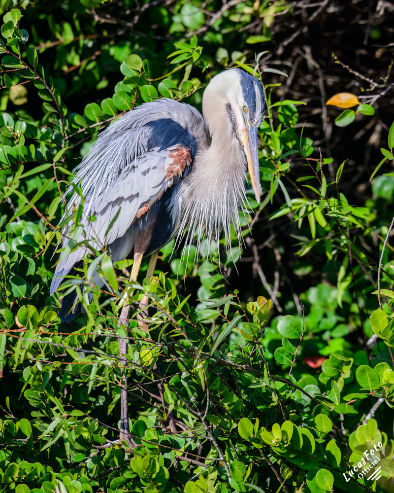 Great Blue Heron
