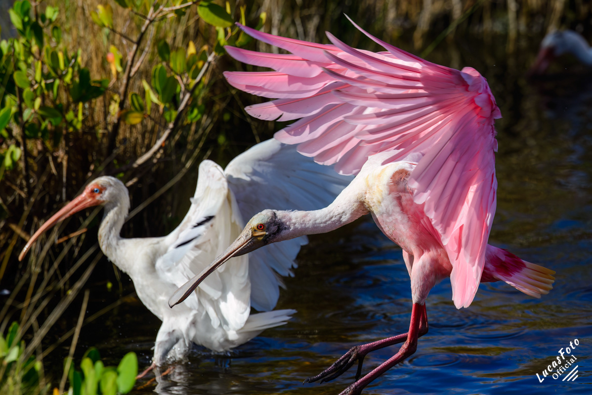 White Ibis / Roseate Spoonbill