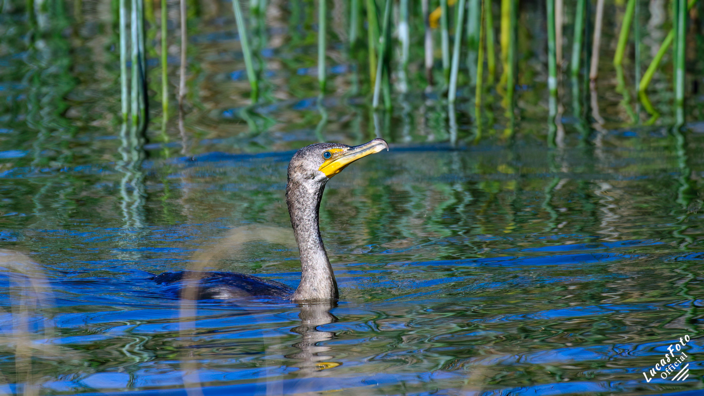 Double-crested Cormorant