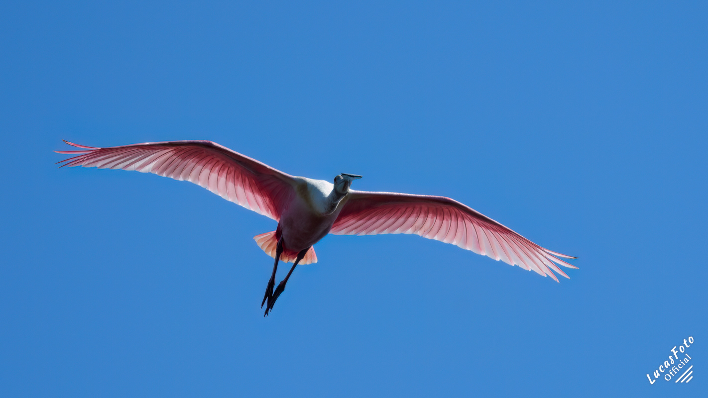 Roseate Spoonbill