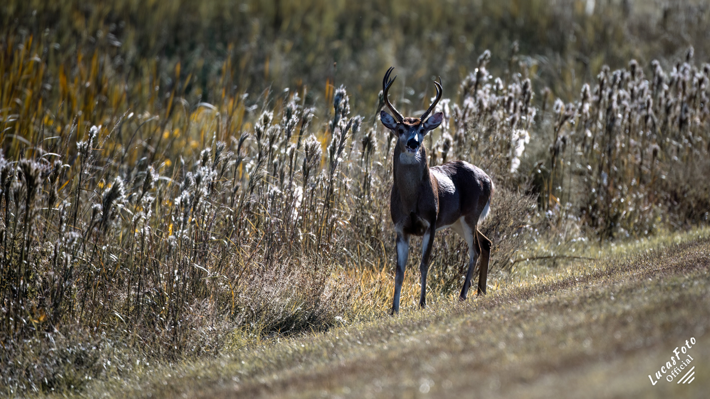 Whitetail