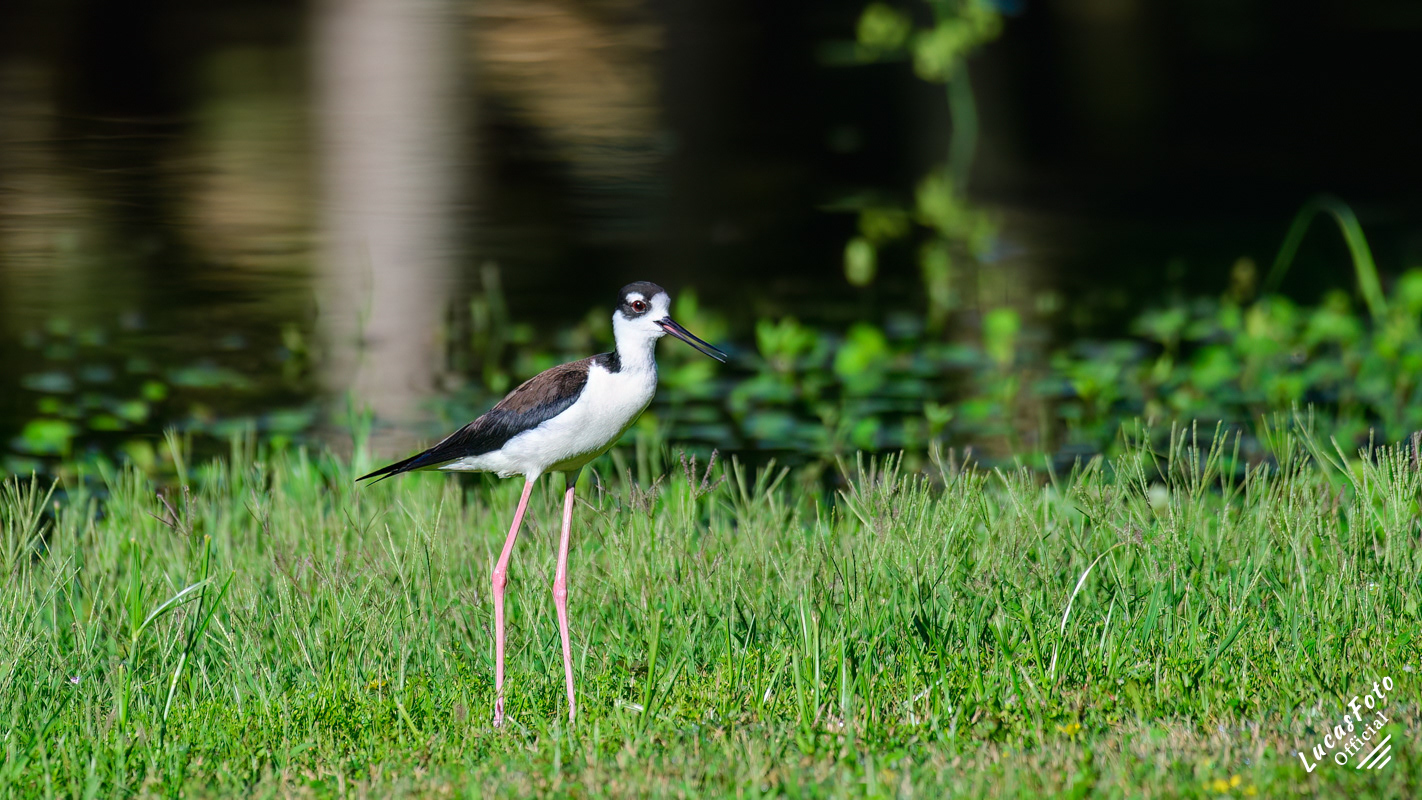 Black-necked Stilt