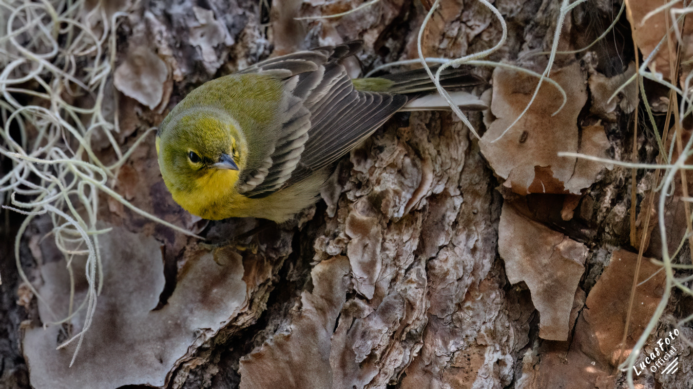 Pine Warbler