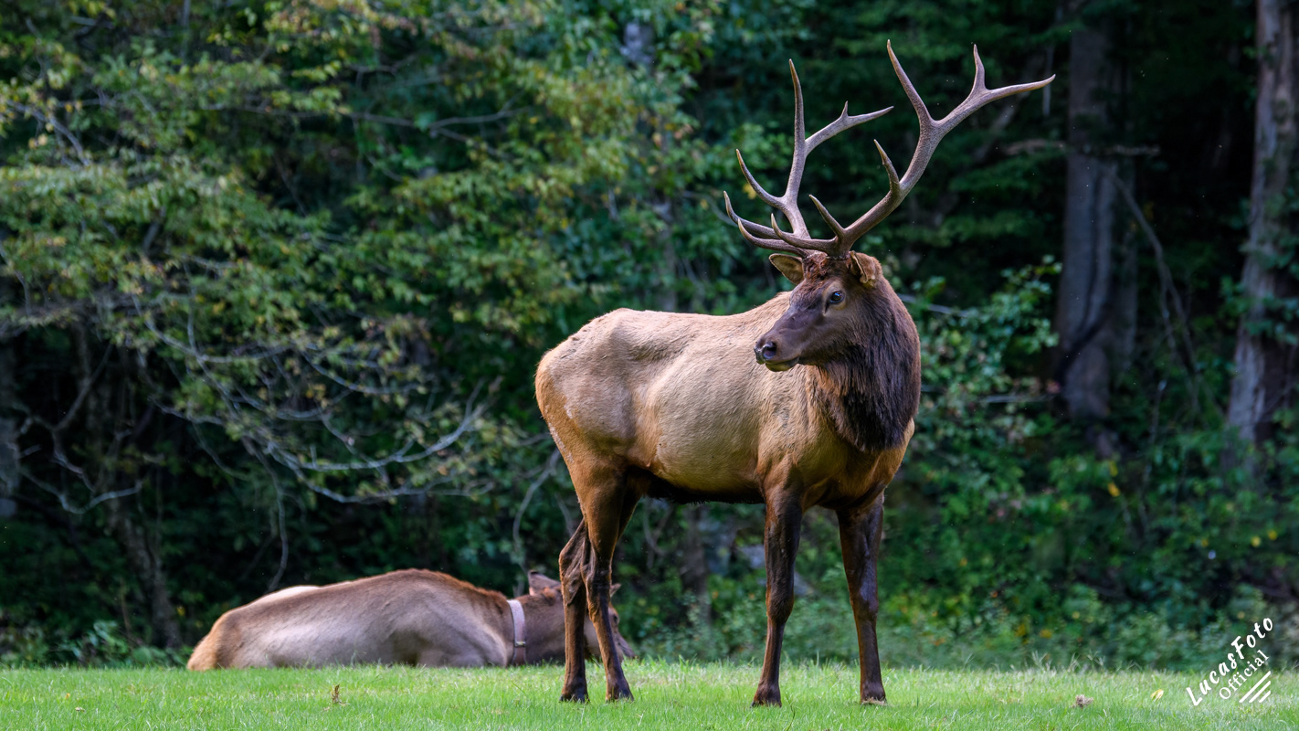 Elk