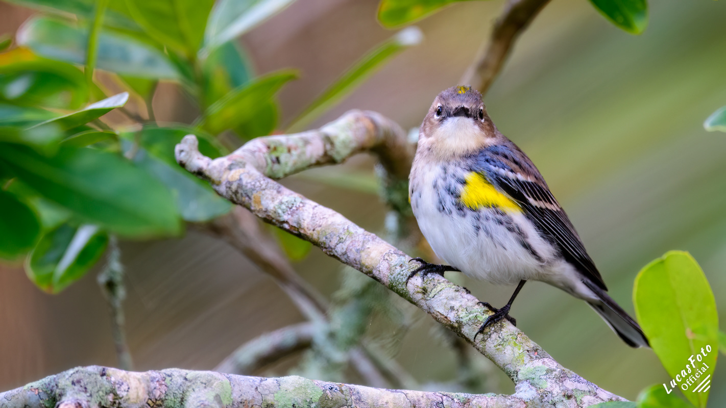 Yellow-rumped Warbler