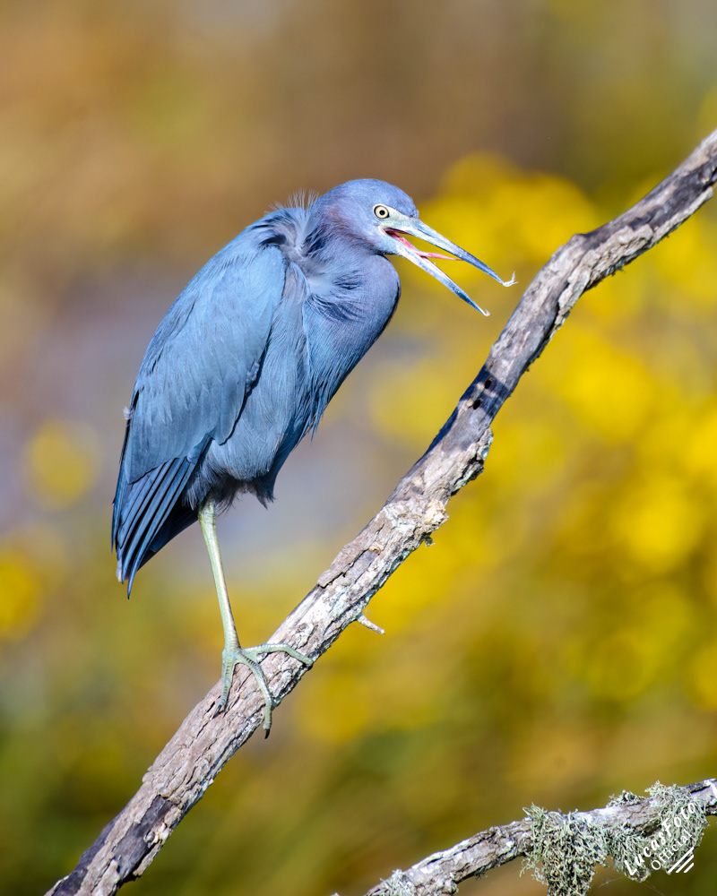 Little Blue Heron