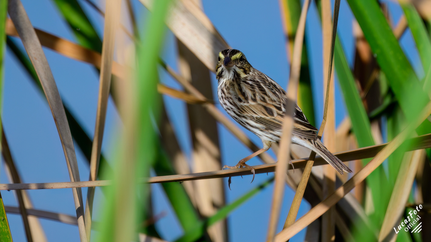 Savannah Sparrow