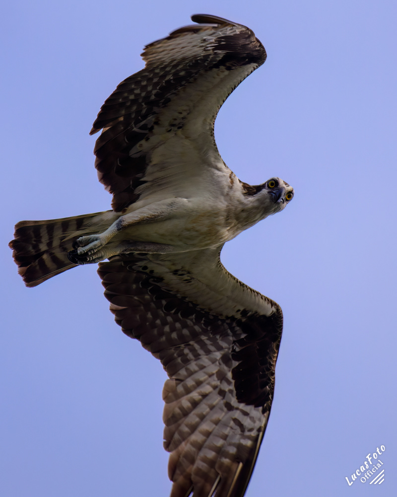 Osprey