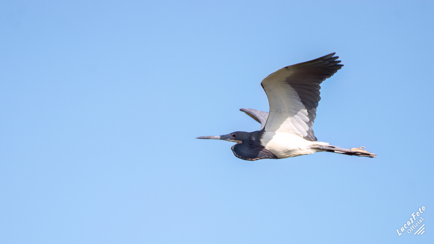 Tricolored Heron