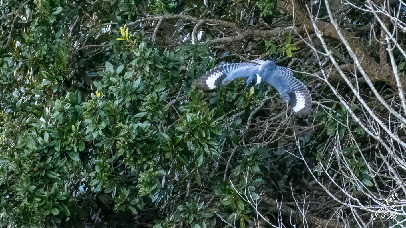 Belted Kingfisher