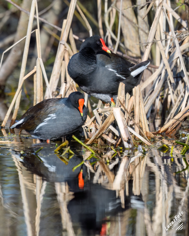Common Gallinule