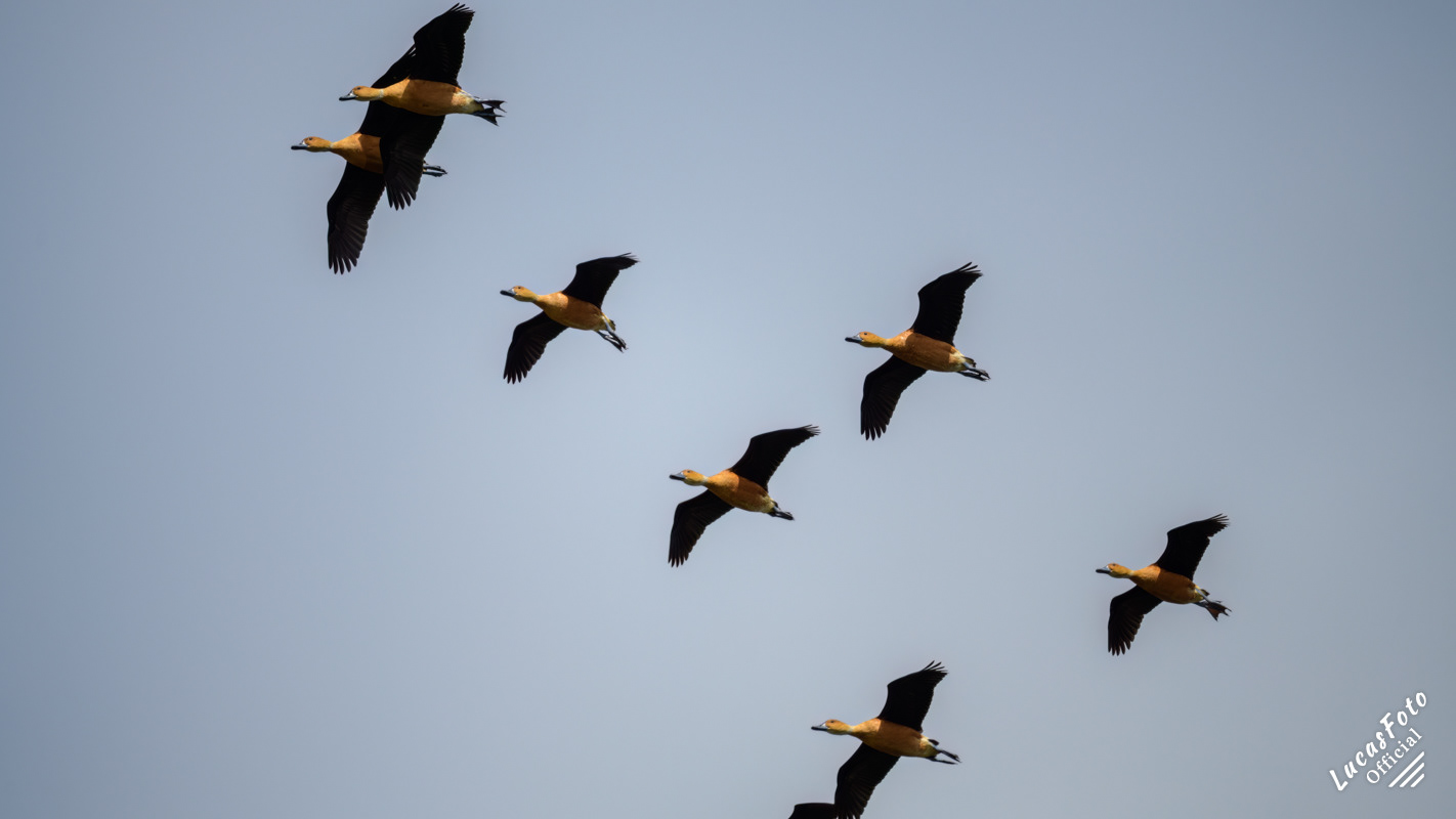 Fulvous Whistling-Duck