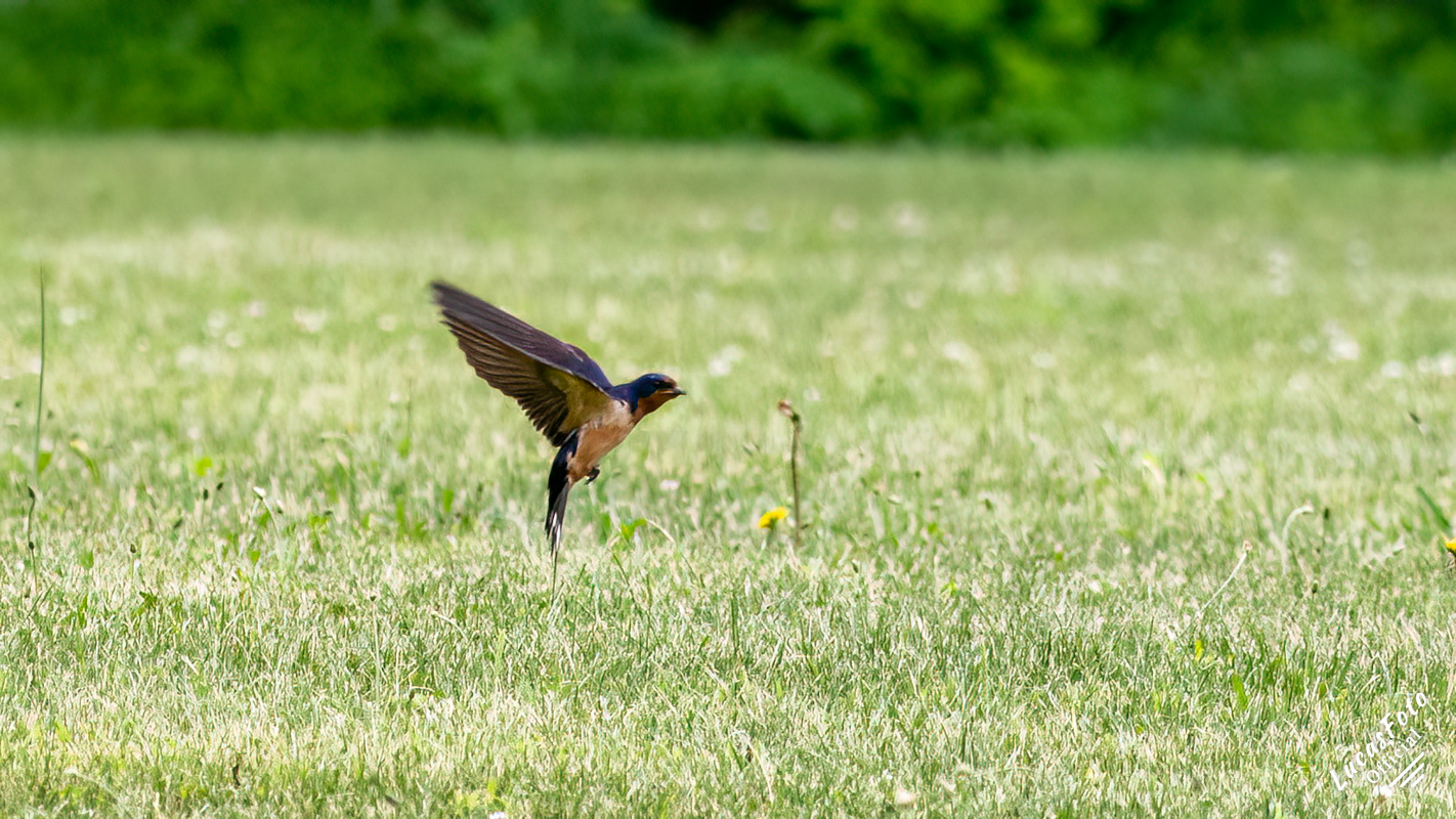 Barn Swallow