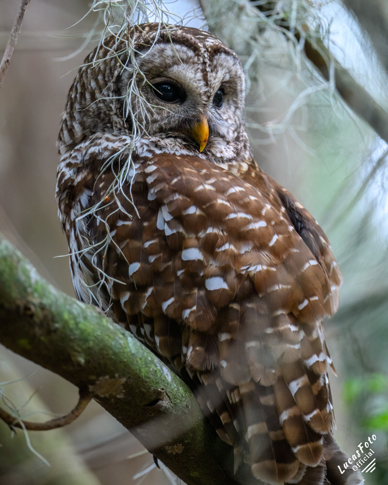 Barred Owl