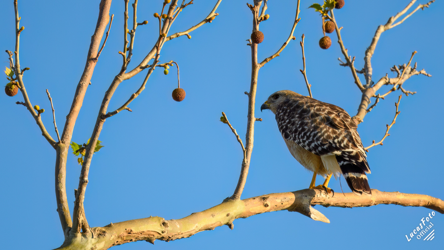 Red-shouldered Hawk
