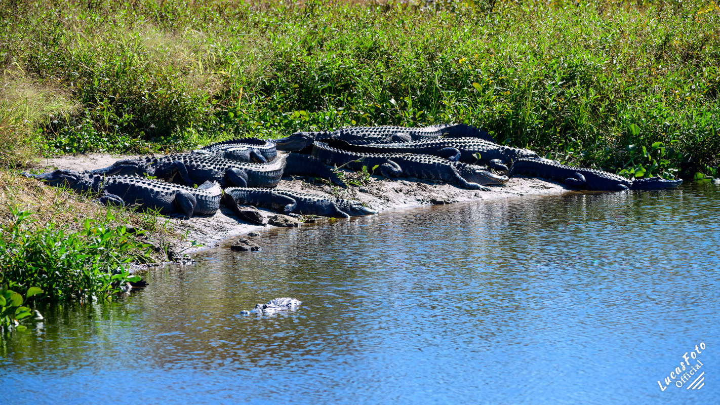 Alligator