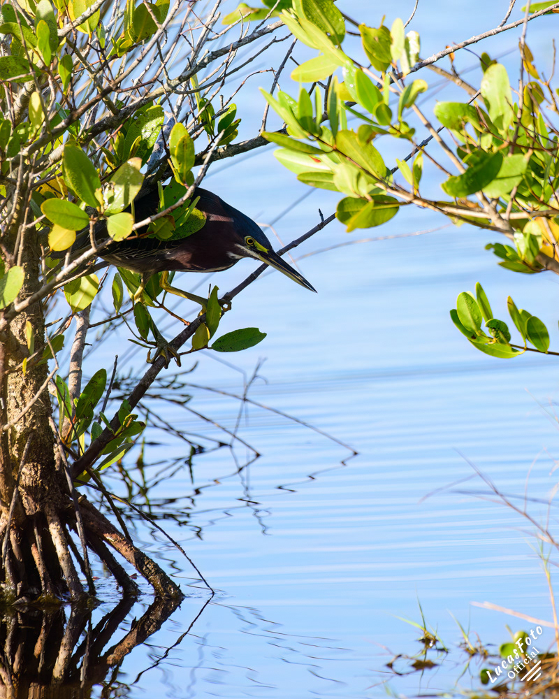 Green Heron