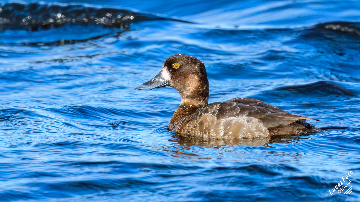 Lesser Scaup