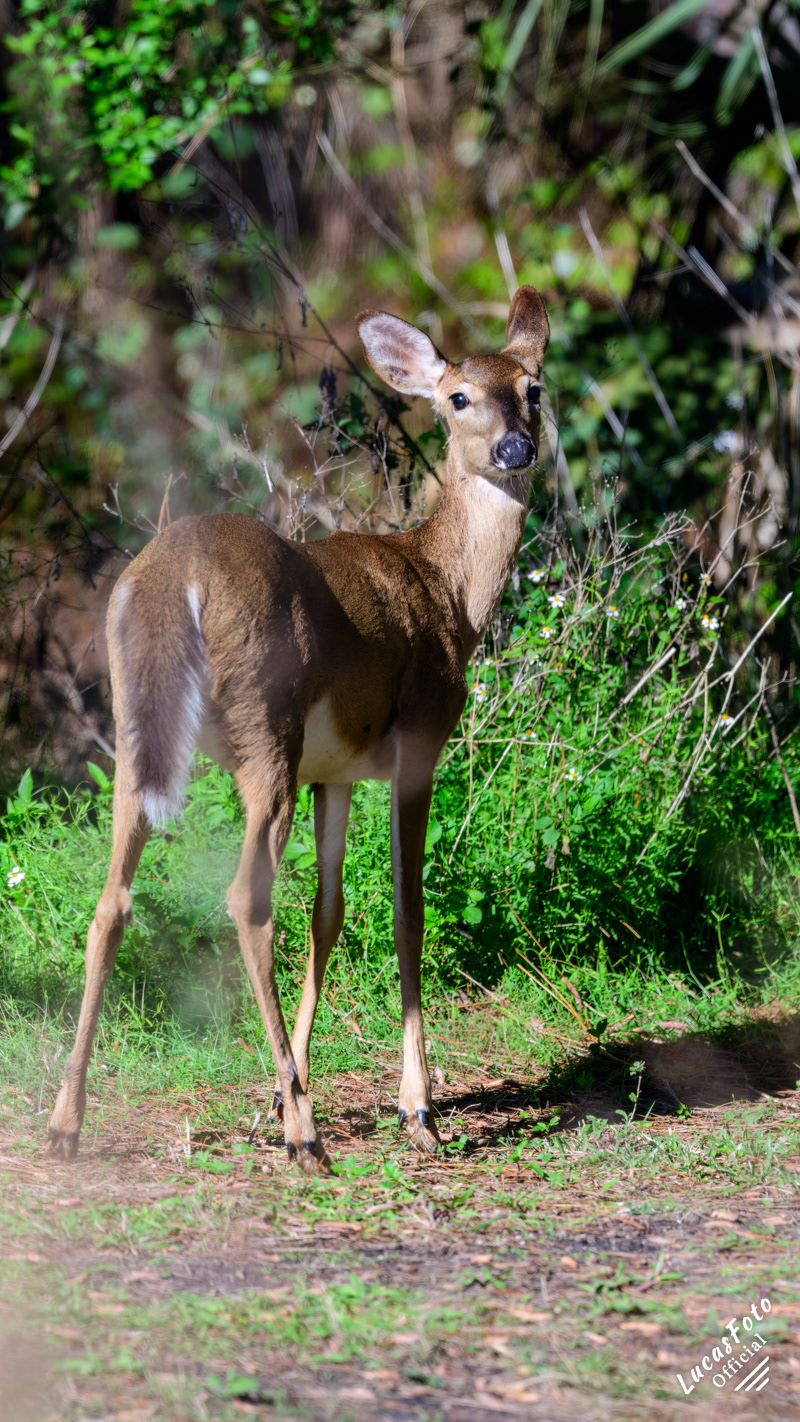 Whitetail