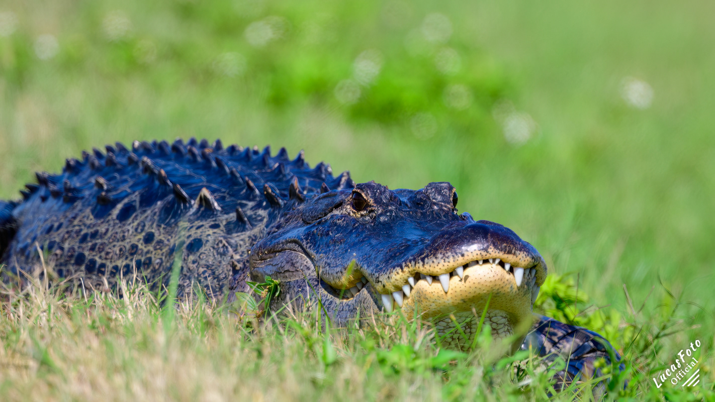 Alligator