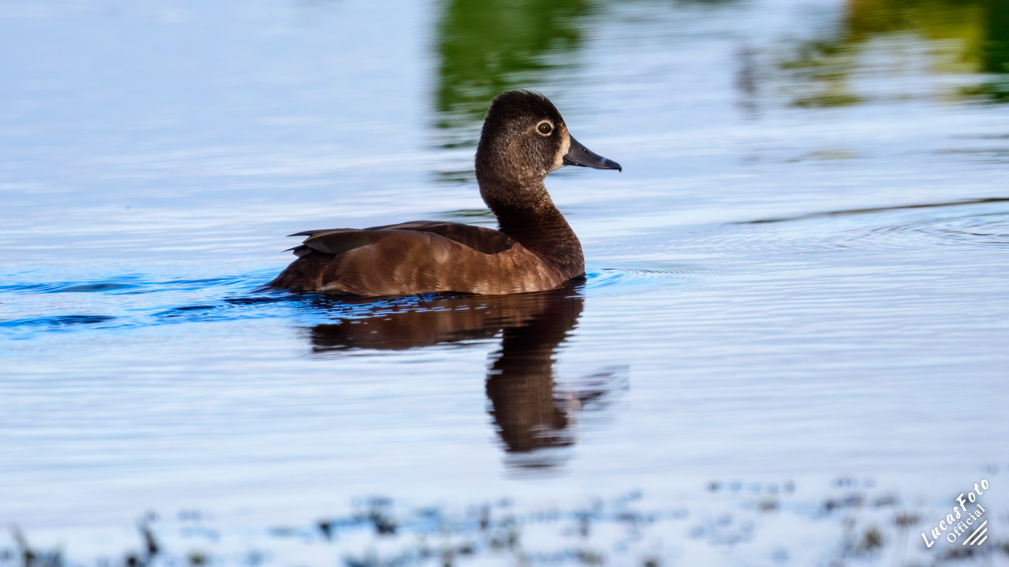Ring-necked Duck