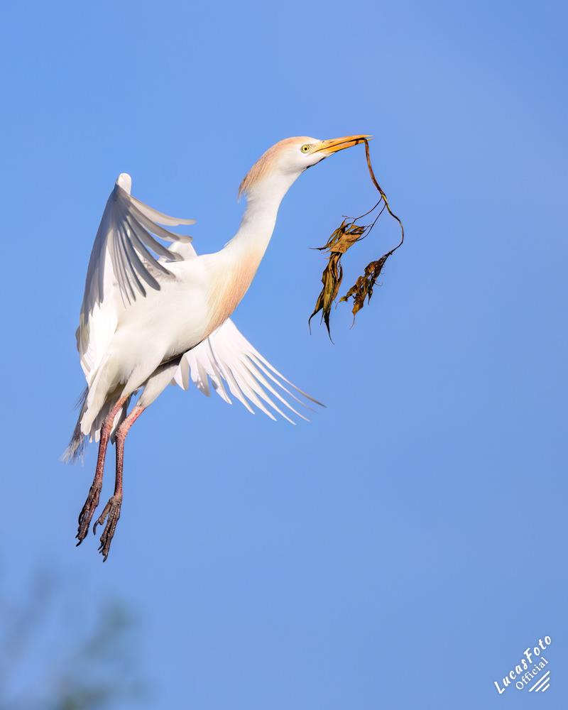 Cattle Egret