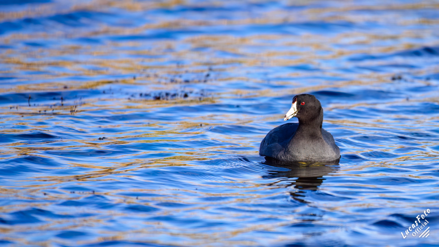 American Coot