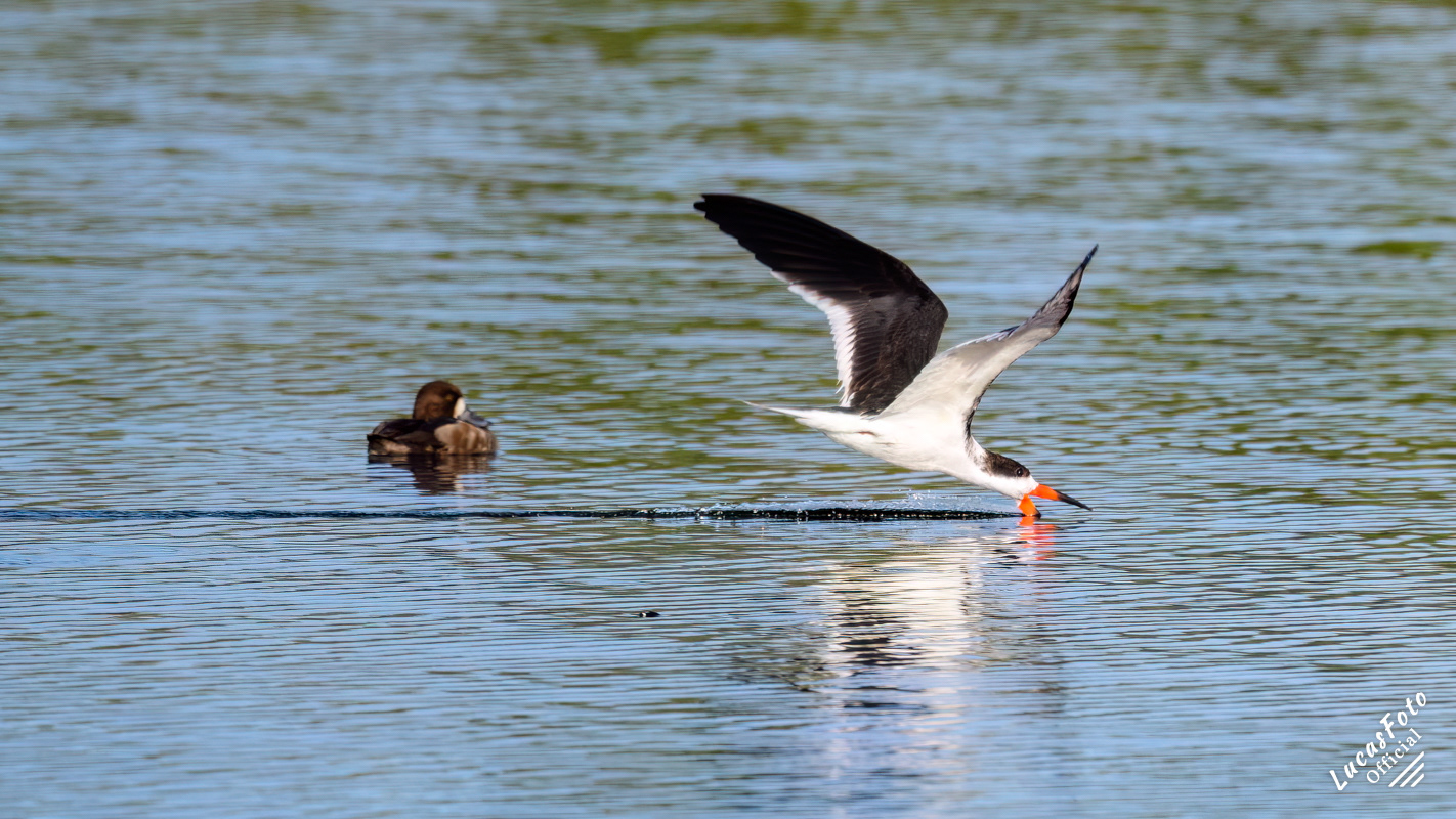 Lesser Scaup / Black Skimmer