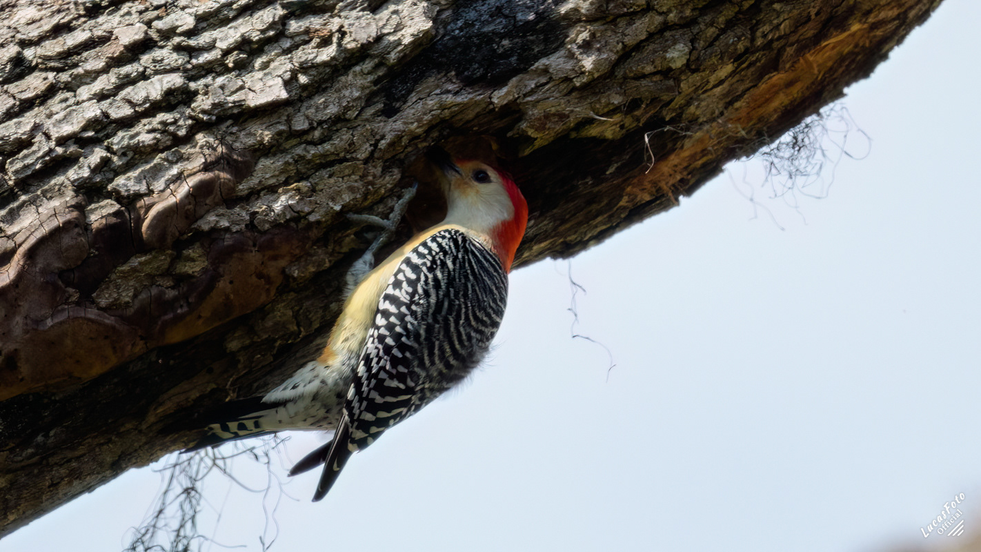 Red-bellied Woodpecker
