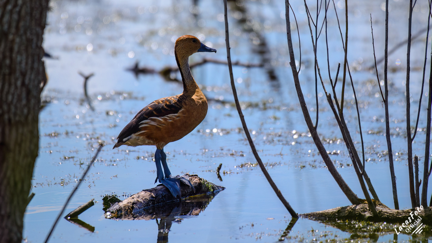 Fulvous Whistling-Duck