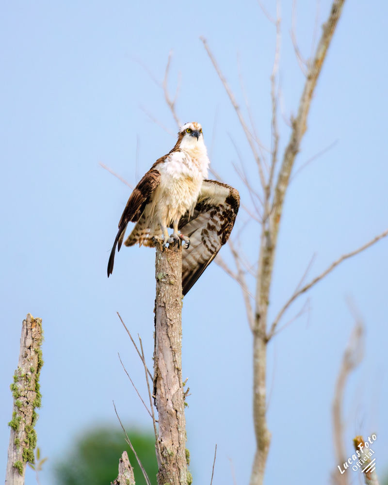 Osprey