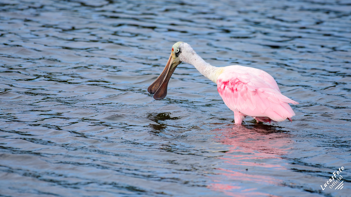 Roseate Spoonbill