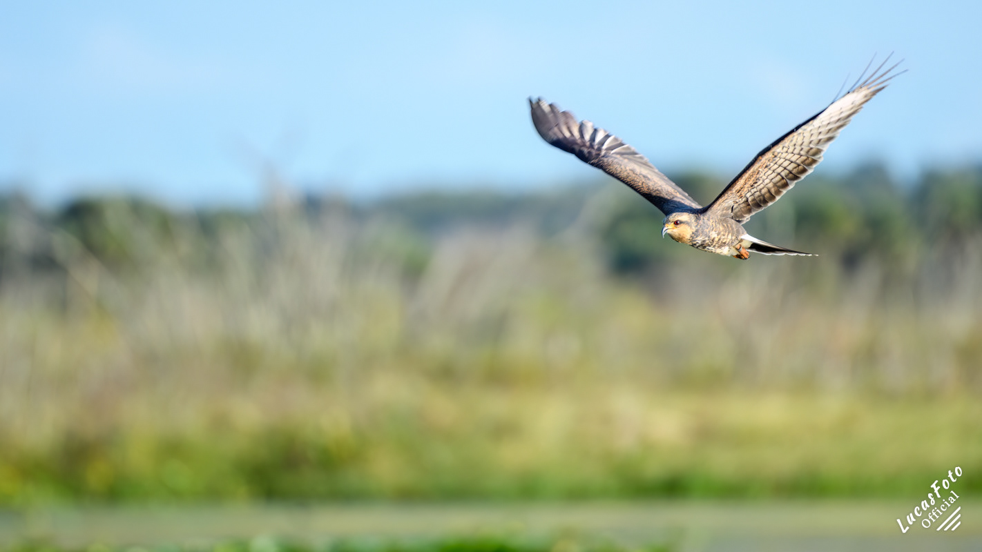 Snail Kite