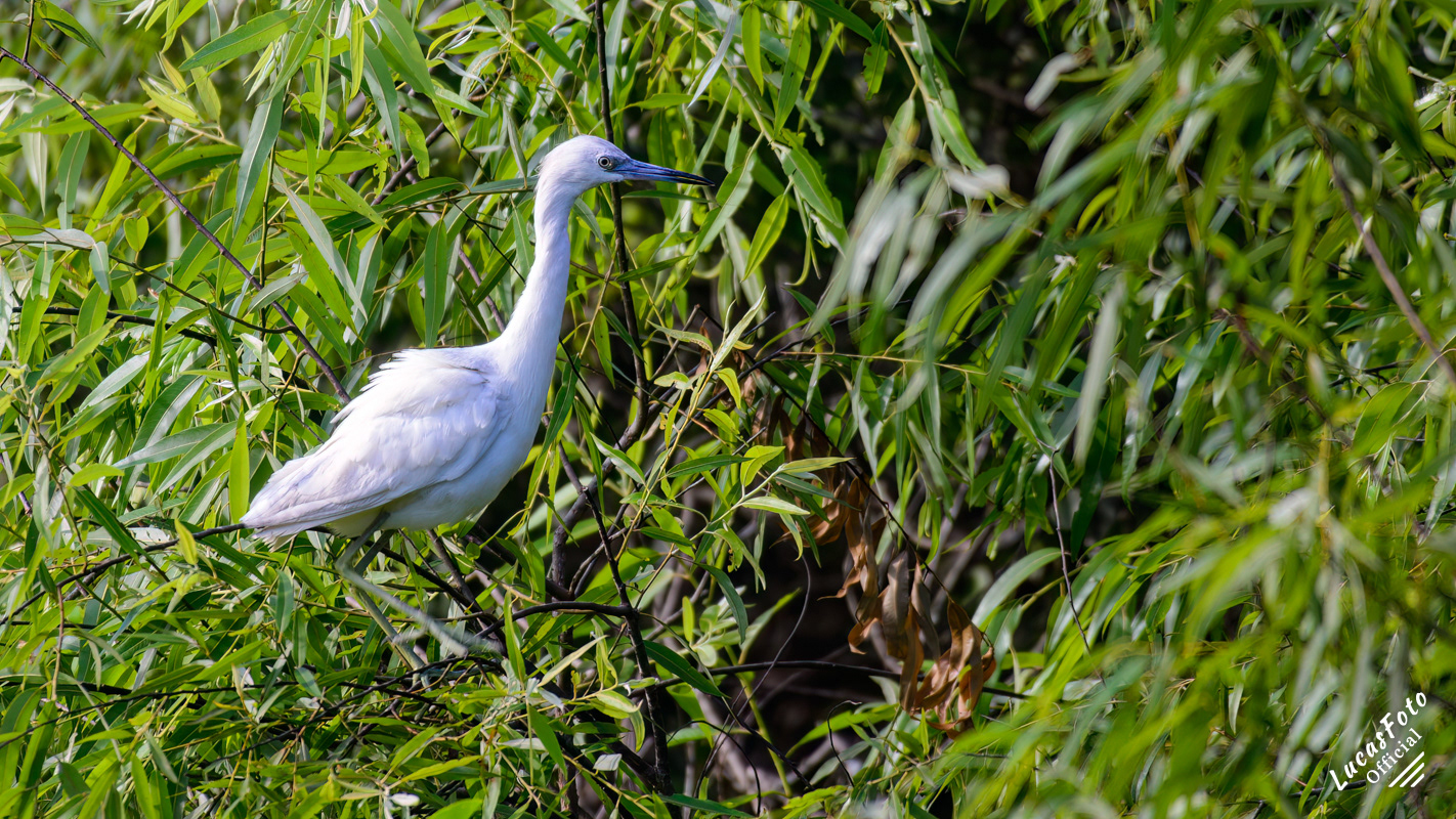 Little Blue Heron