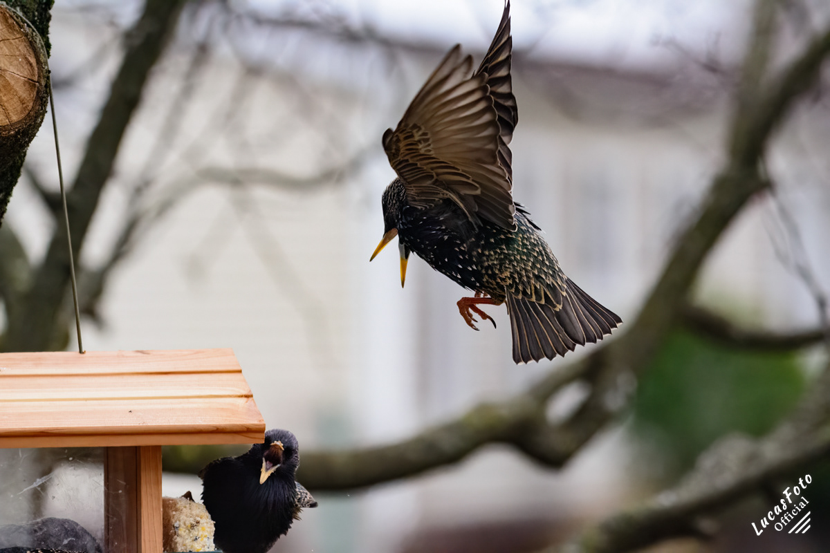 European Starling