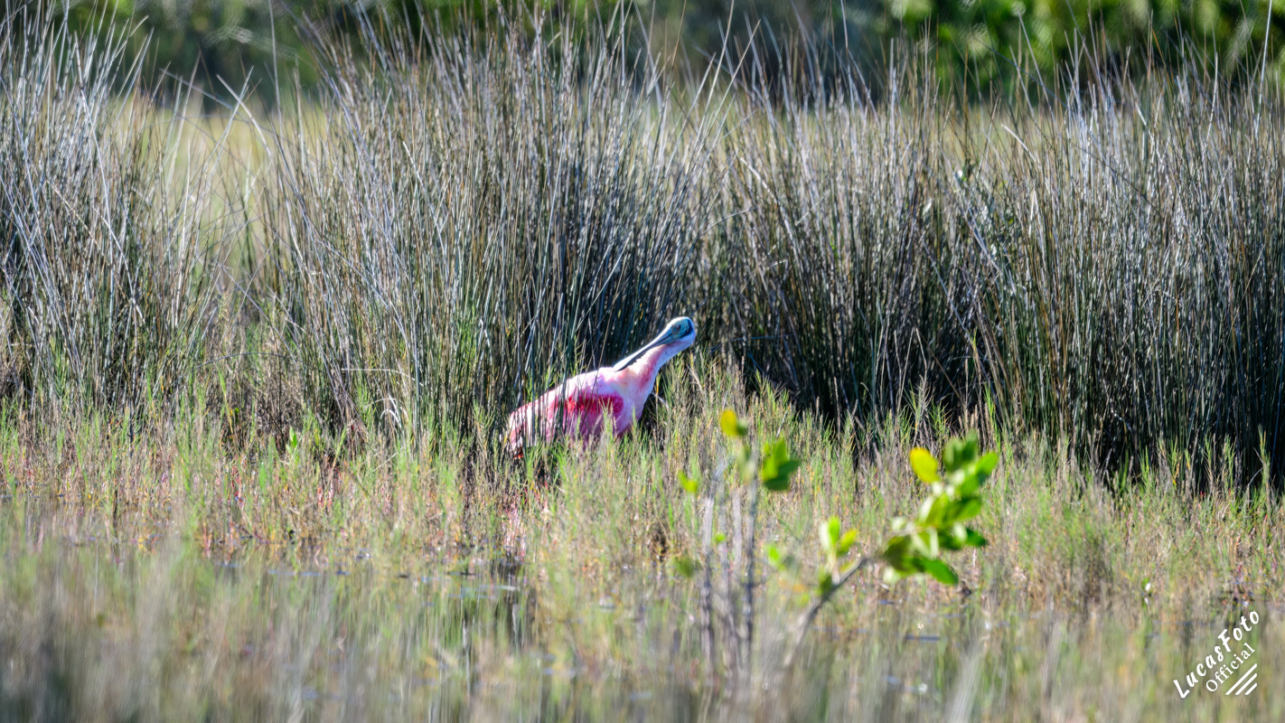 Roseate Spoonbill
