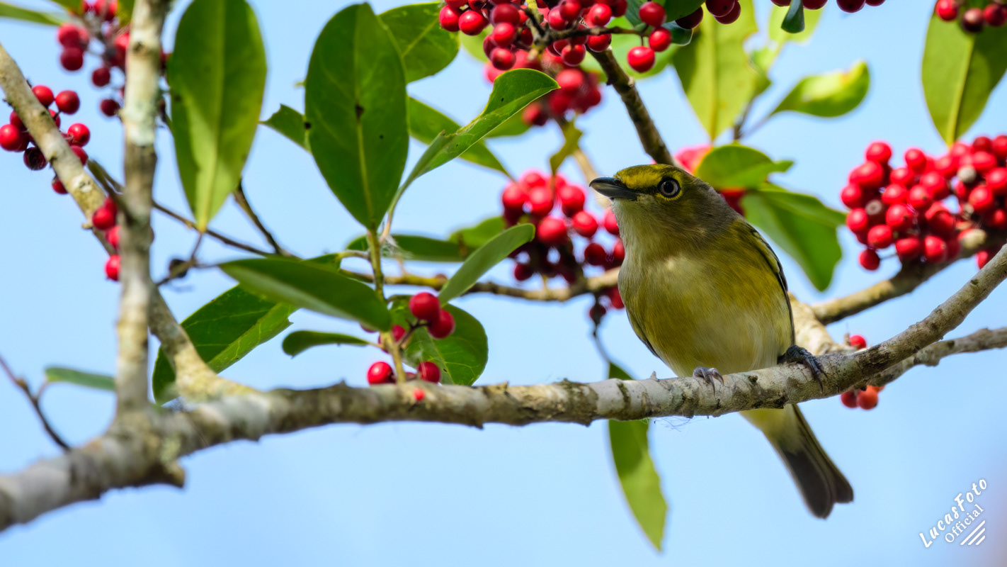 White-eyed Vireo