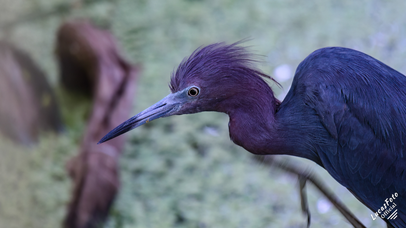 Little Blue Heron