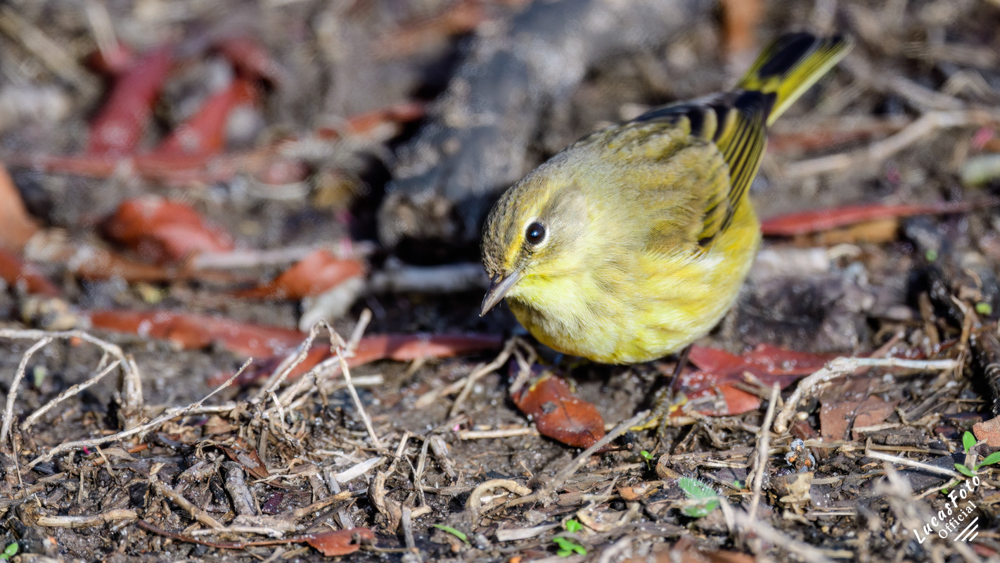 Palm Warbler