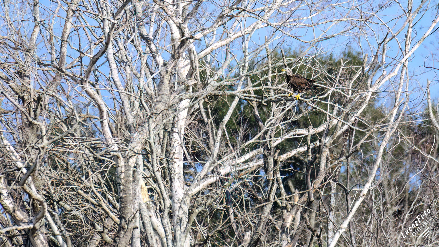 Bald Eagle