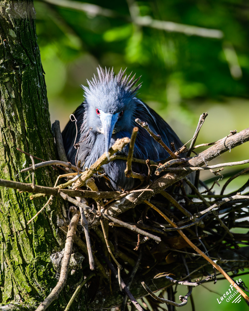 Tricolored Heron