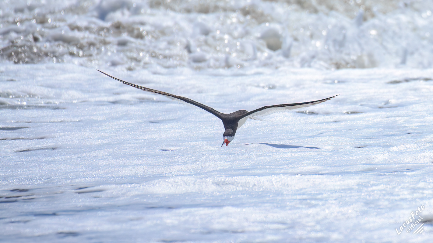 Black Skimmer