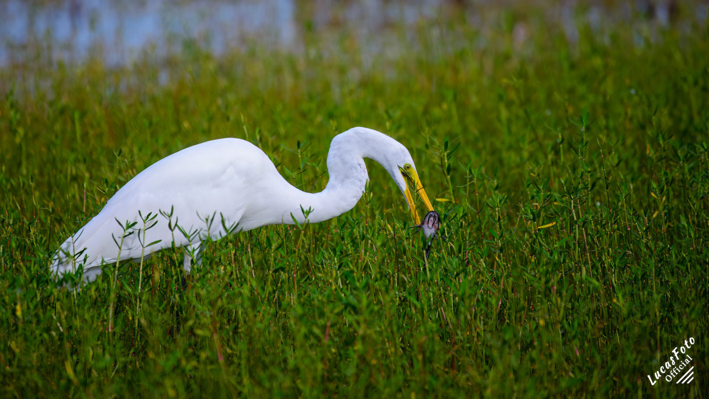 Great Egret