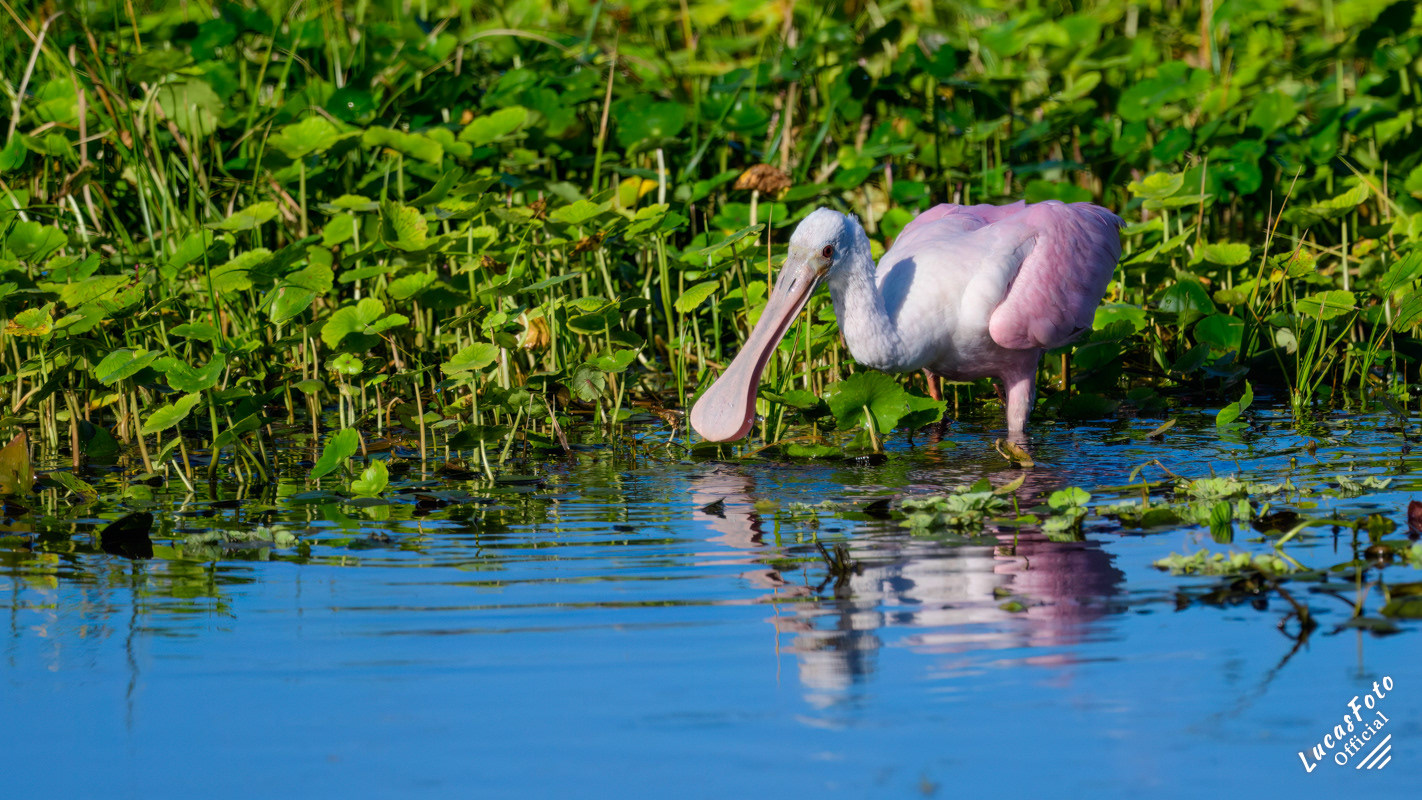 Roseate Spoonbill
