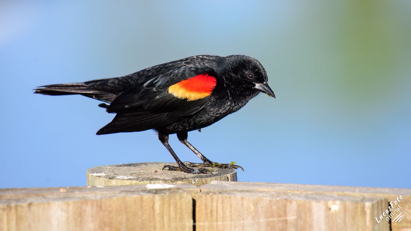 Red-winged Blackbird